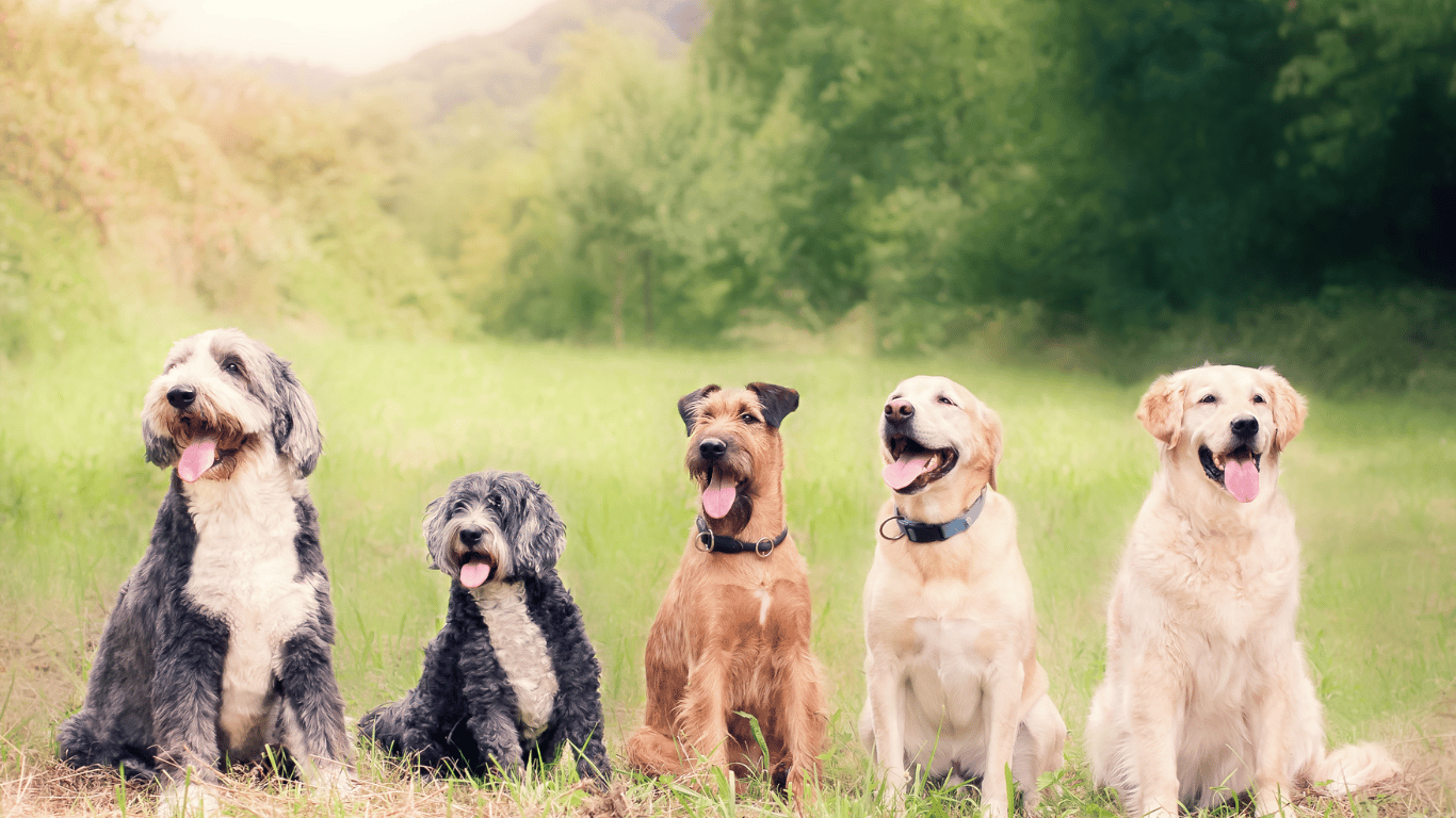 An image of a dog park.